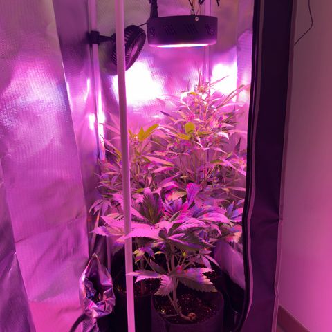 Amnesia Haze Auto #3 growlog timeline photo