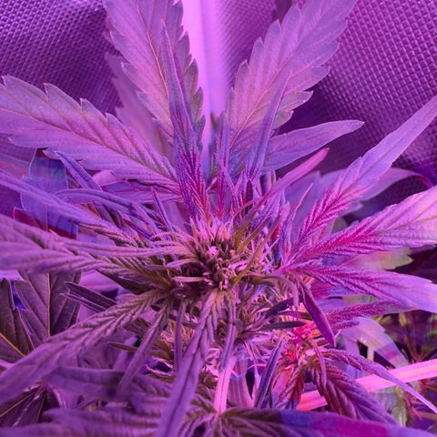 White Widow Automatic #2 growlog timeline photo