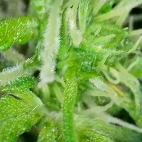 White Widow Automatic #2 growlog timeline photo