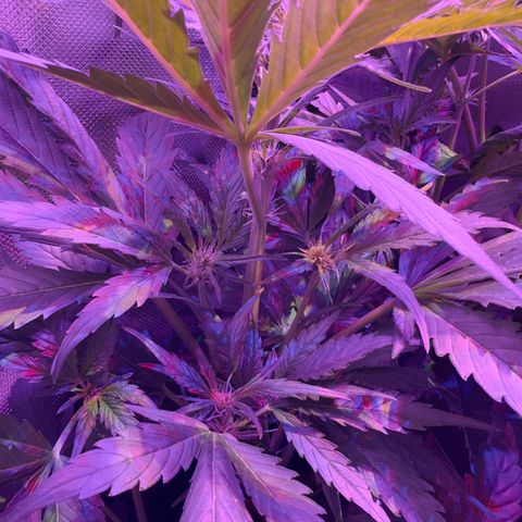 White Widow Automatic #2 growlog timeline photo