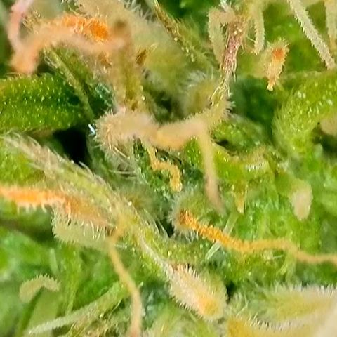 White Widow Automatic #2 growlog timeline photo