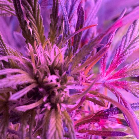 White Widow Automatic #2 growlog timeline photo