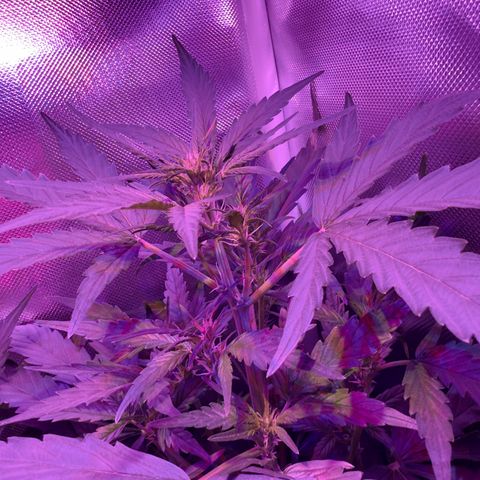 White Widow Automatic #2 growlog timeline photo