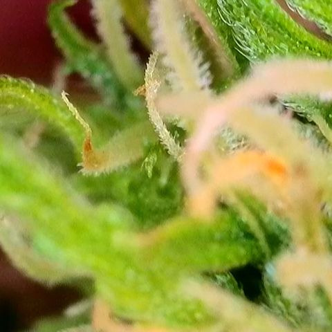 White Widow Automatic #2 growlog timeline photo