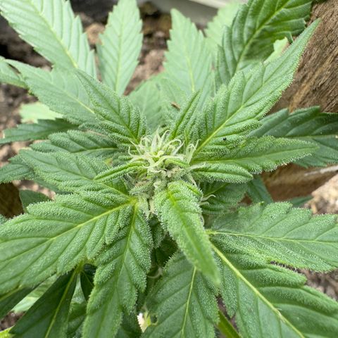 White Widow Automatic growlog timeline photo