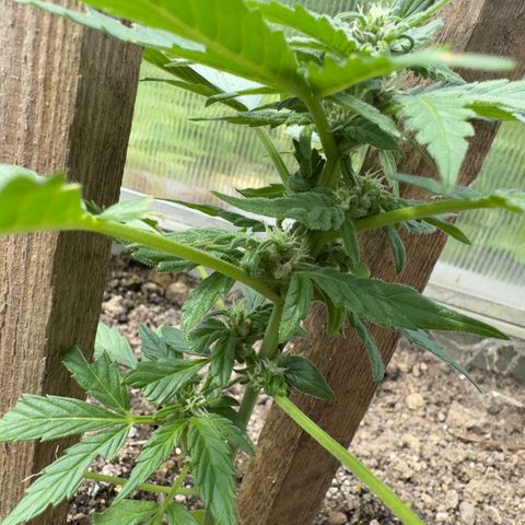 White Widow Automatic growlog timeline photo