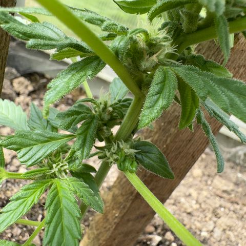 White Widow Automatic growlog timeline photo