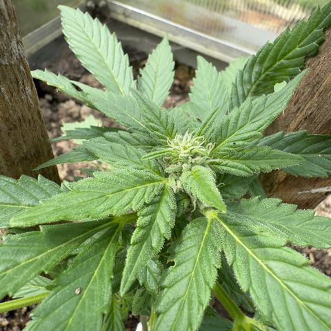 White Widow Automatic growlog timeline photo