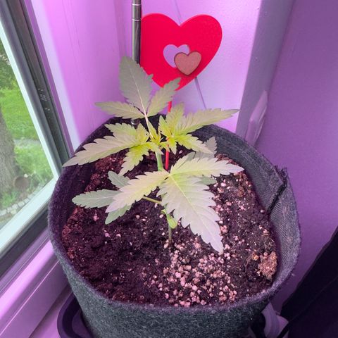 Amnesia Haze Auto #3 growlog timeline photo