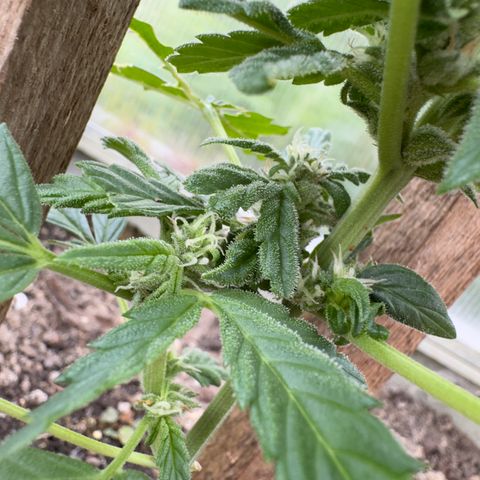 White Widow Automatic growlog timeline photo