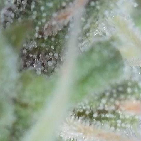 White Widow Automatic growlog timeline photo