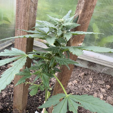 White Widow Automatic growlog timeline photo