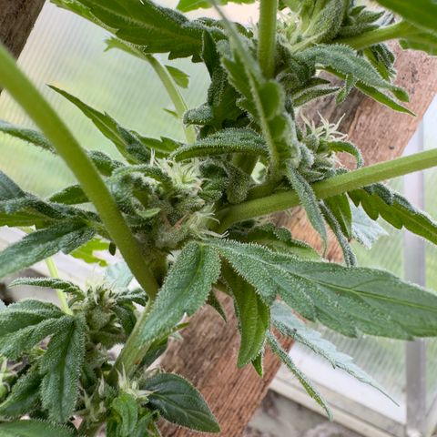 White Widow Automatic growlog timeline photo
