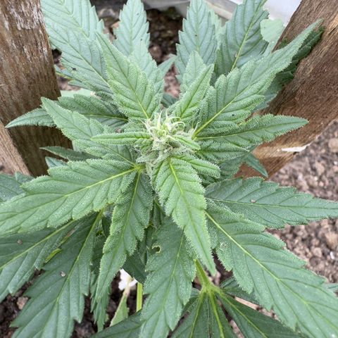 White Widow Automatic growlog timeline photo