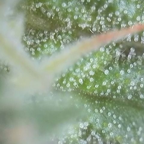 White Widow Automatic growlog timeline photo