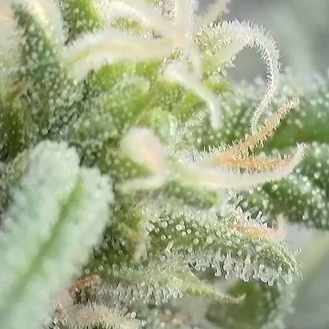 White Widow Automatic growlog timeline photo