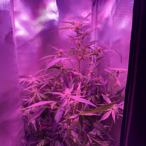 White Widow Automatic #2 growlog timeline photo