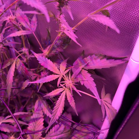 White Widow Automatic #2 growlog timeline photo