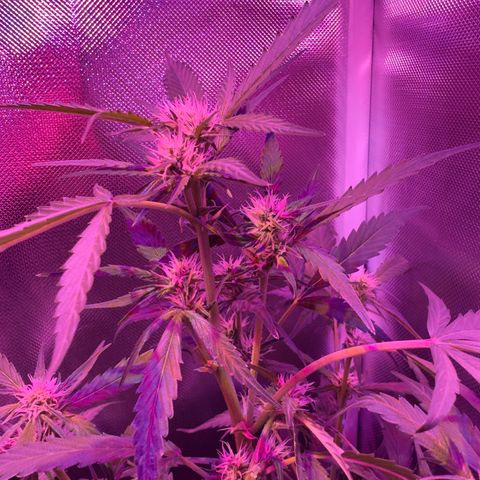 White Widow Automatic #2 growlog timeline photo