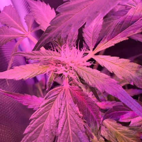 White Widow Automatic #2 growlog timeline photo