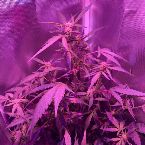 White Widow Automatic #2 growlog timeline photo