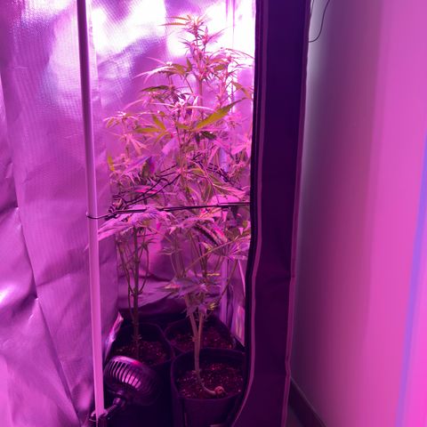 White Widow Automatic #2 growlog timeline photo