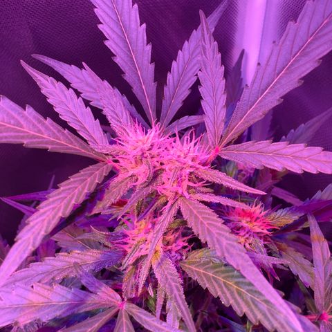 White Widow Automatic #2 growlog timeline photo