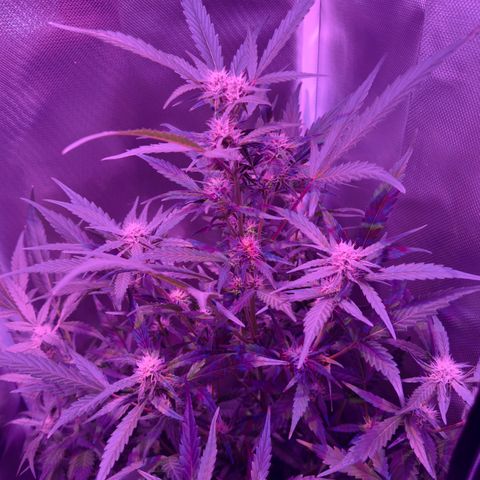 White Widow Automatic #2 growlog timeline photo