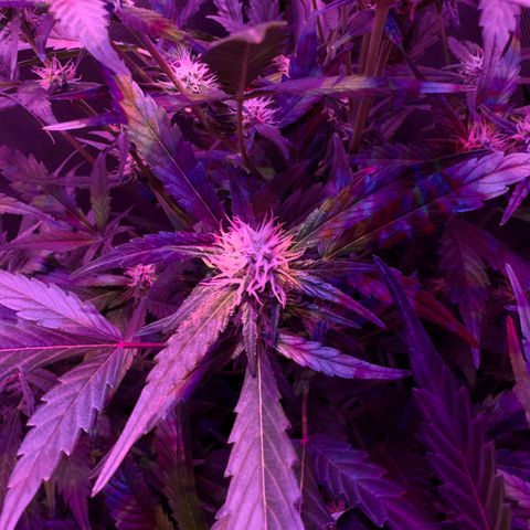 White Widow Automatic #2 growlog timeline photo