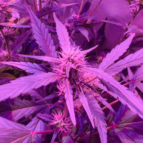 White Widow Automatic #2 growlog timeline photo