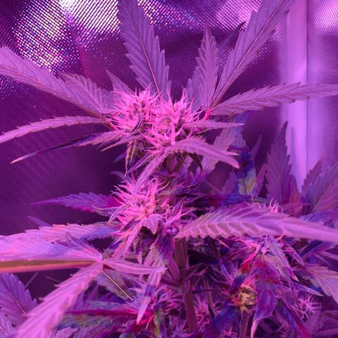 White Widow Automatic #2 growlog timeline photo