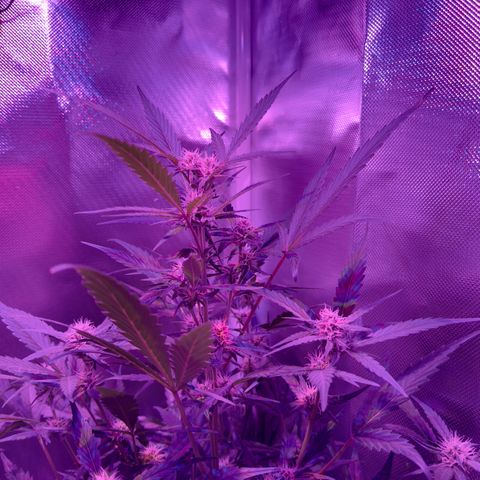 White Widow Automatic #2 growlog timeline photo