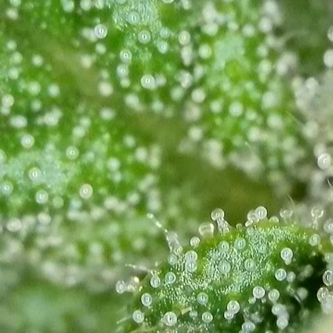 White Widow Automatic growlog timeline photo