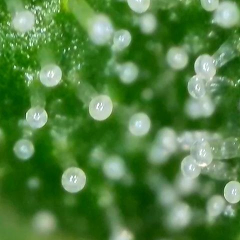 White Widow Automatic growlog timeline photo