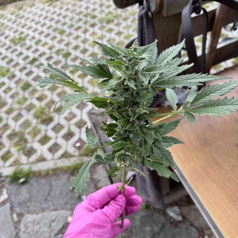 White Widow Automatic growlog timeline photo