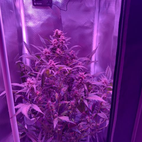 White Widow Automatic #2 growlog timeline photo