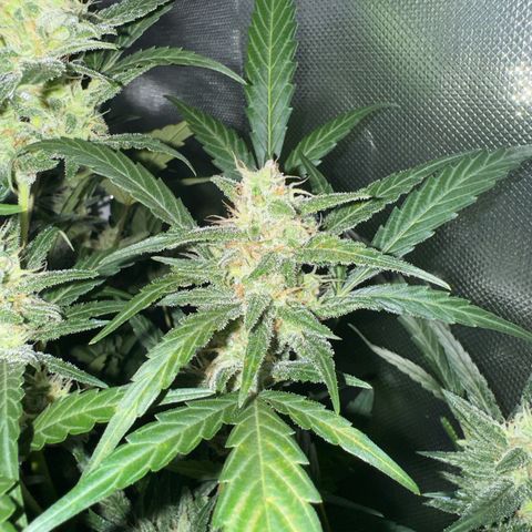 White Widow Automatic #2 growlog timeline photo