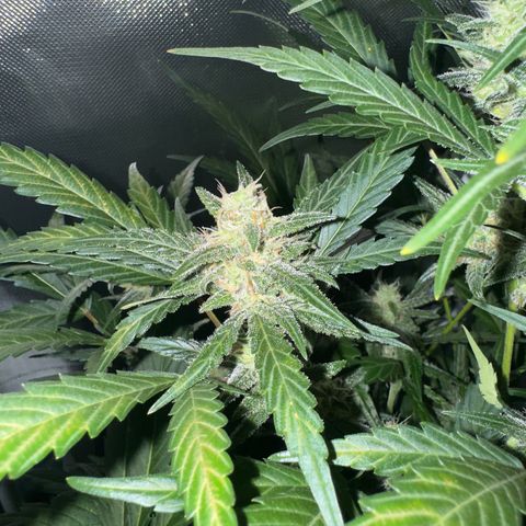 White Widow Automatic #2 growlog timeline photo