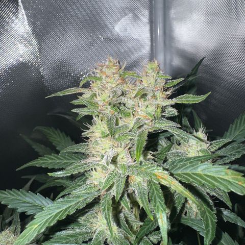 White Widow Automatic #2 growlog timeline photo