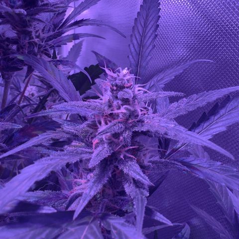 White Widow Automatic #2 growlog timeline photo