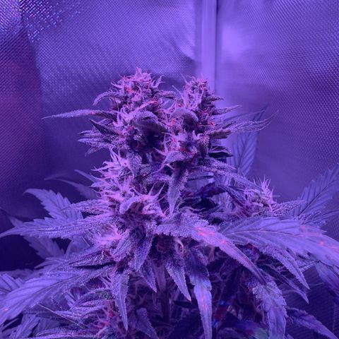White Widow Automatic #2 growlog timeline photo