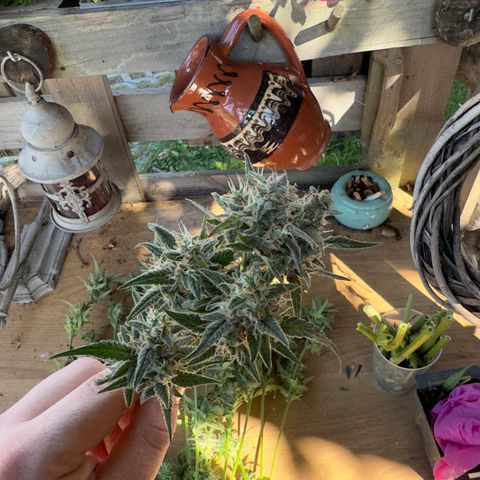 White Widow Automatic #1 growlog timeline photo
