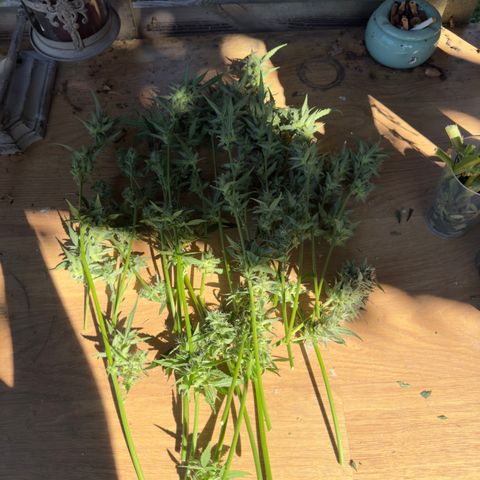 White Widow Automatic #1 growlog timeline photo