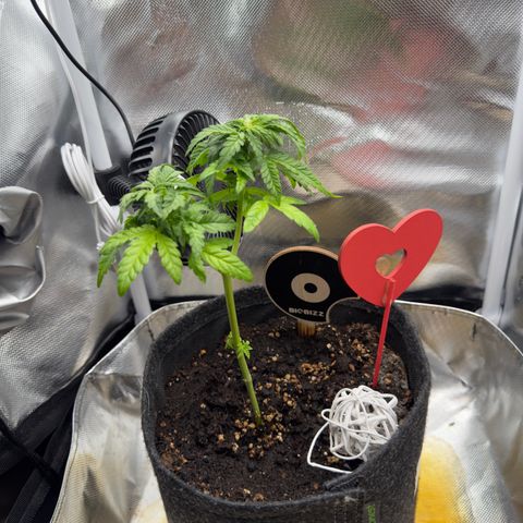Amnesia Haze Auto #3 growlog timeline photo