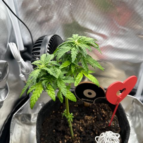 Amnesia Haze Auto #3 growlog timeline photo
