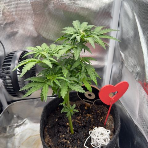 Amnesia Haze Auto #3 growlog timeline photo
