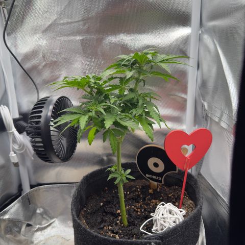Amnesia Haze Auto #3 growlog timeline photo