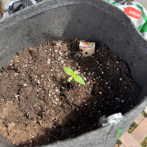 Honey Cream growlog timeline photo
