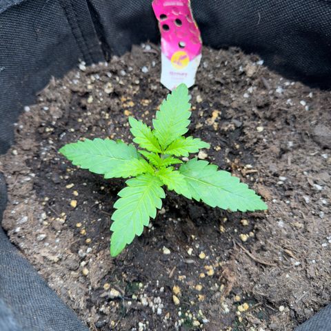 Honey Cream growlog timeline photo