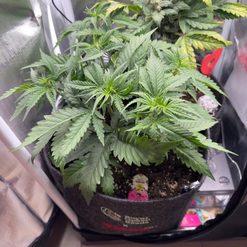 Honey Cream growlog timeline photo
